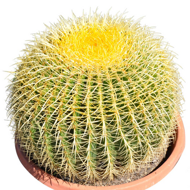 Echino Cactus Plant (Golden Barrel Cactus, Golden Ball, or Mother-in-law’s Cushion)